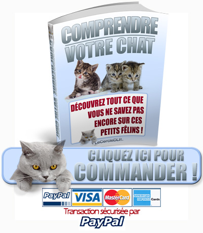 Comprendre votre chat: commander maintenant